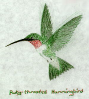 Ruby-throated Hummingbird